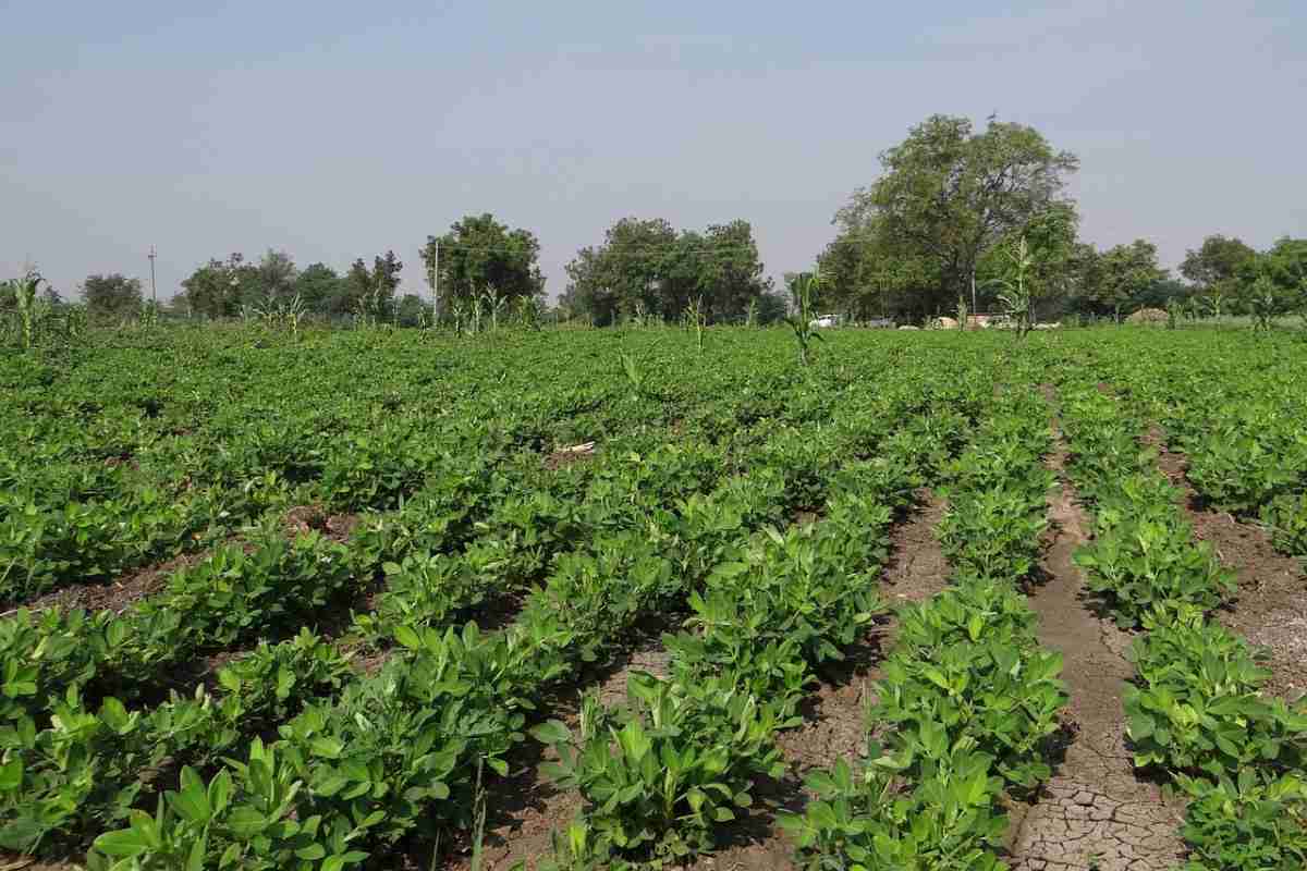 Organic Groundnut Farming In Gujarat