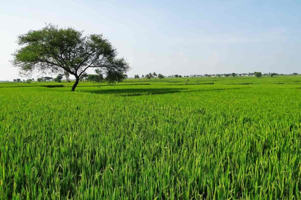 How to Buy Agriculture land in India
