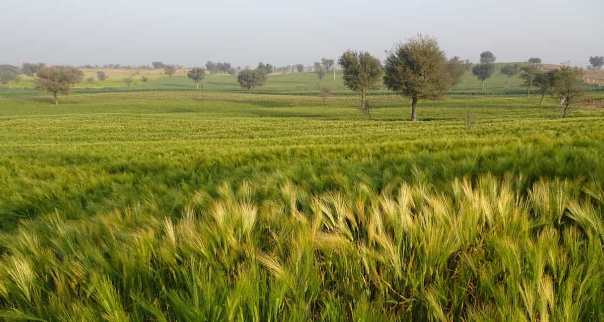 How to Buy Agriculture Land in Punjab, and Who Can?