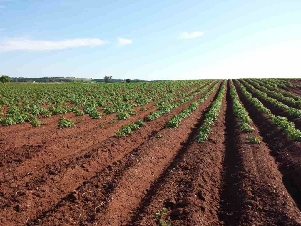 How to Buy Agricultural Land in Nigeria