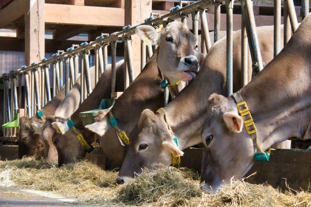 Nutrition management for dairy animals