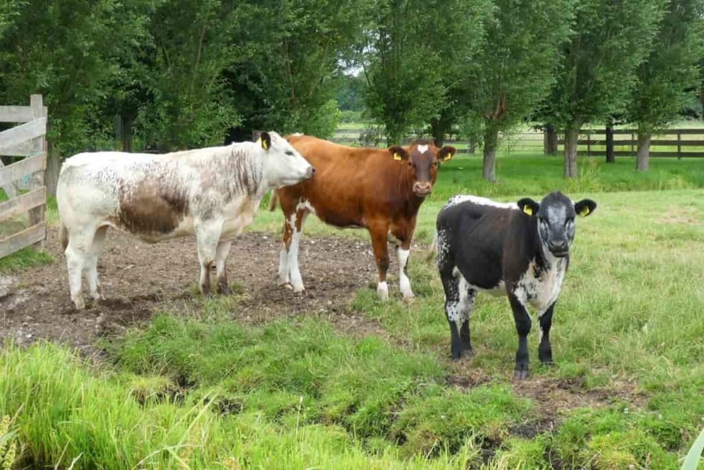 Breeding Policy for dairy farming in AP