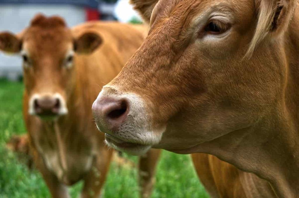 How to Start Dairy Farming in Andhra Pradesh