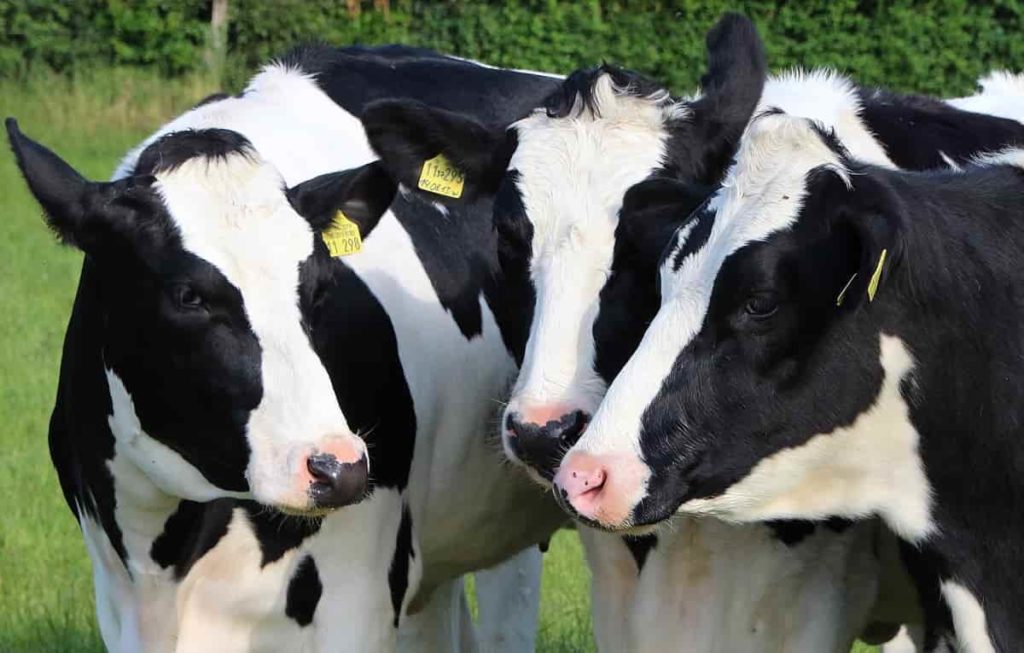 Top 50 Dairy Farming Tips
