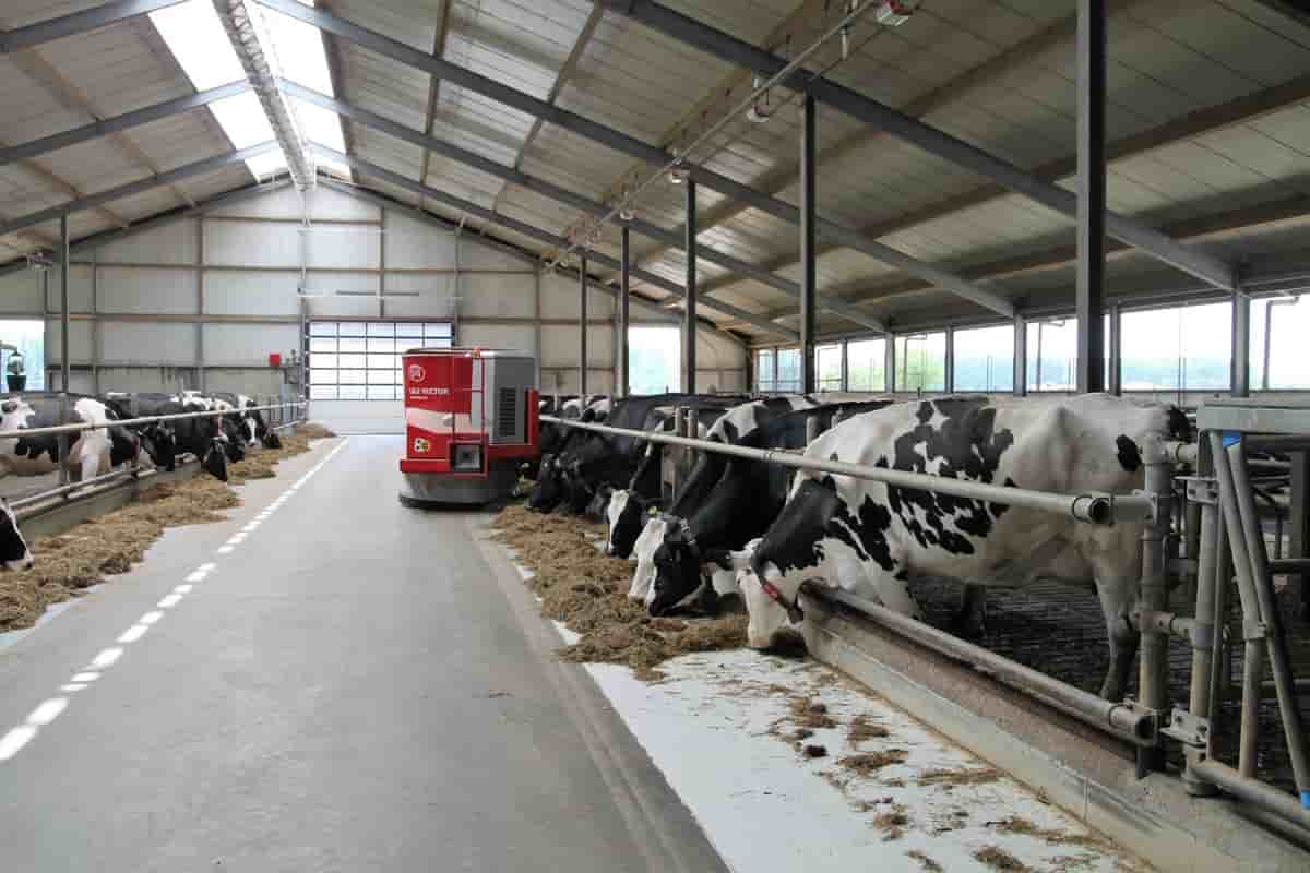 Top 50 Dairy Farming Tips, Ideas, and Techniques