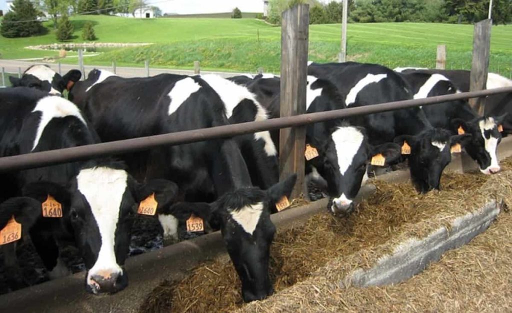Dairy farming requirements 