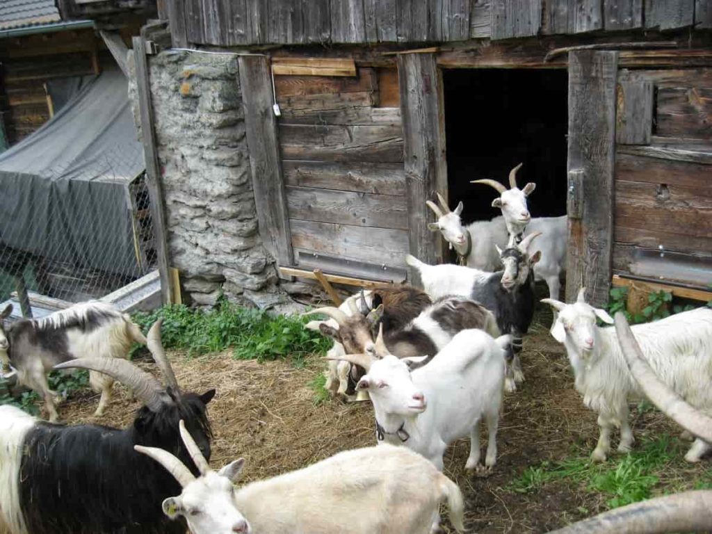 Goat farming guide
