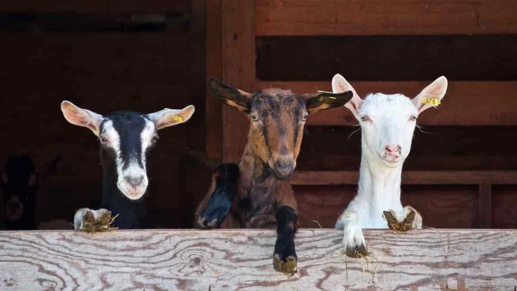 Goat farming fencing