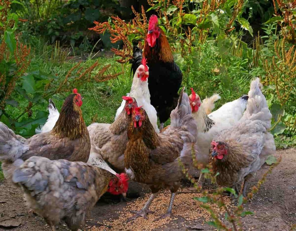 Poultry farming in Haryana