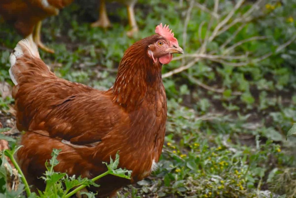 Important poultry breeds in Haryana