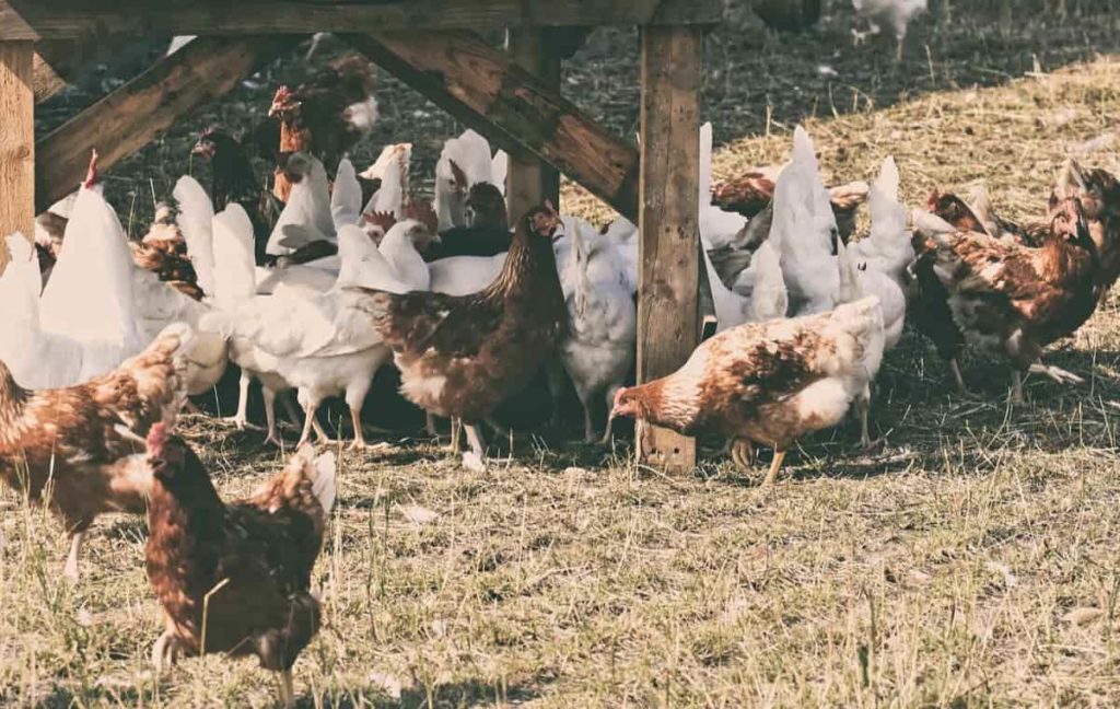 How to Start Poultry farming in Haryana