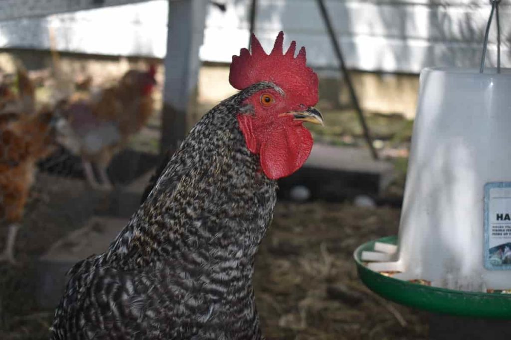 Feeding management for poultry birds