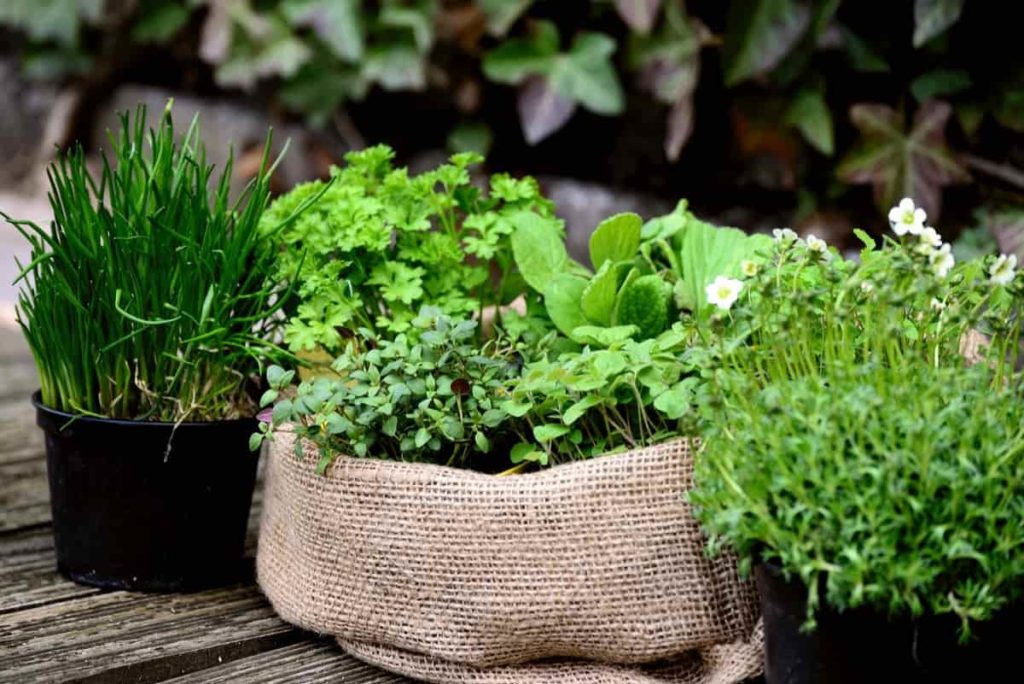 Basic tips for starting an herb garden