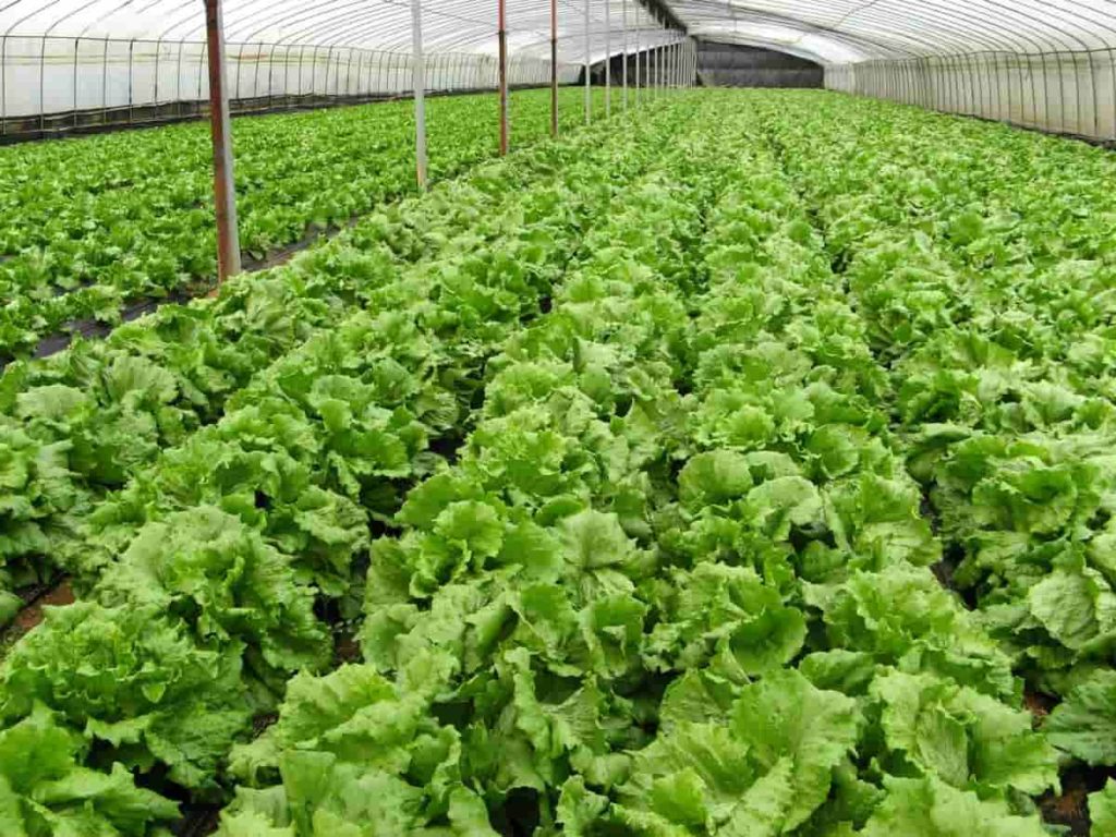 Organic Farming in Meghalaya, How to Start?