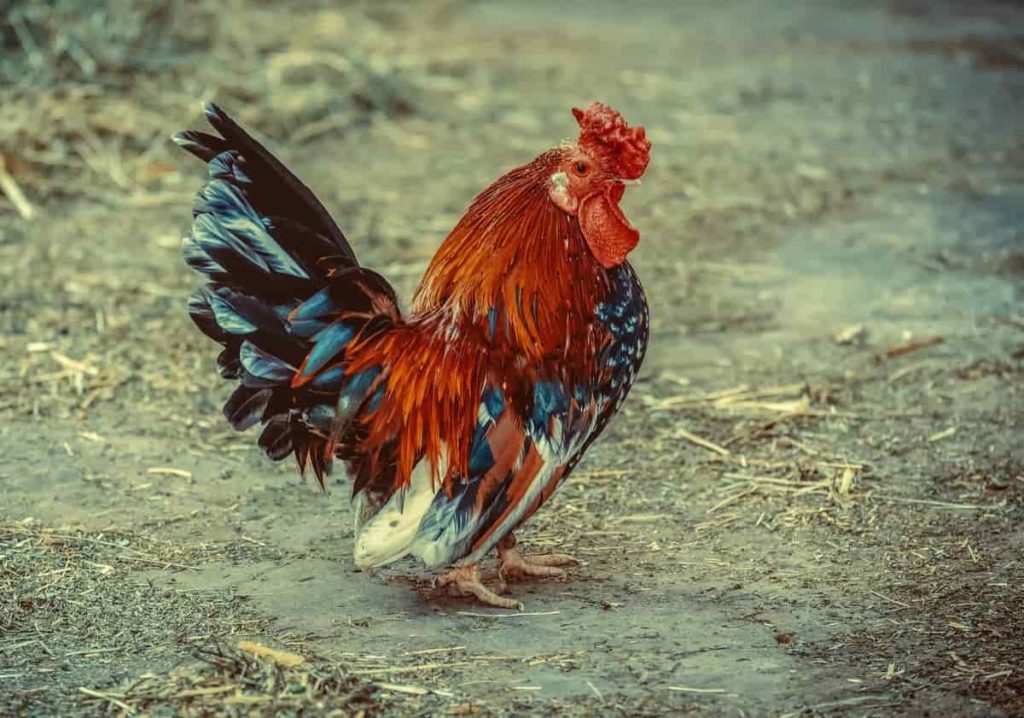 Popular poultry breeds in Karnataka