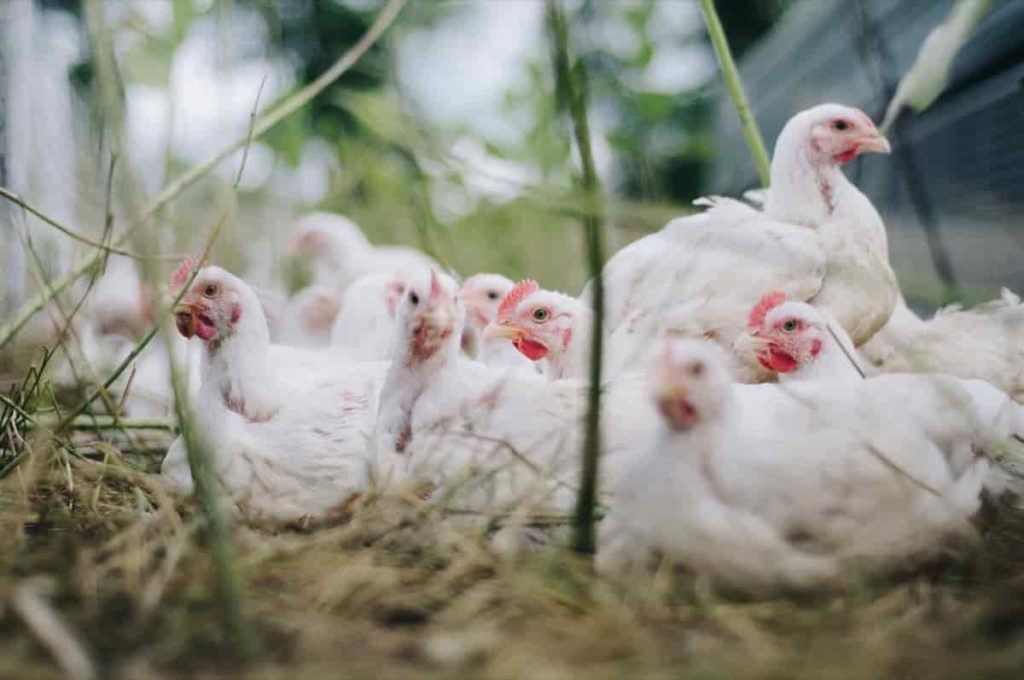 Start Poultry Farming in Karnataka