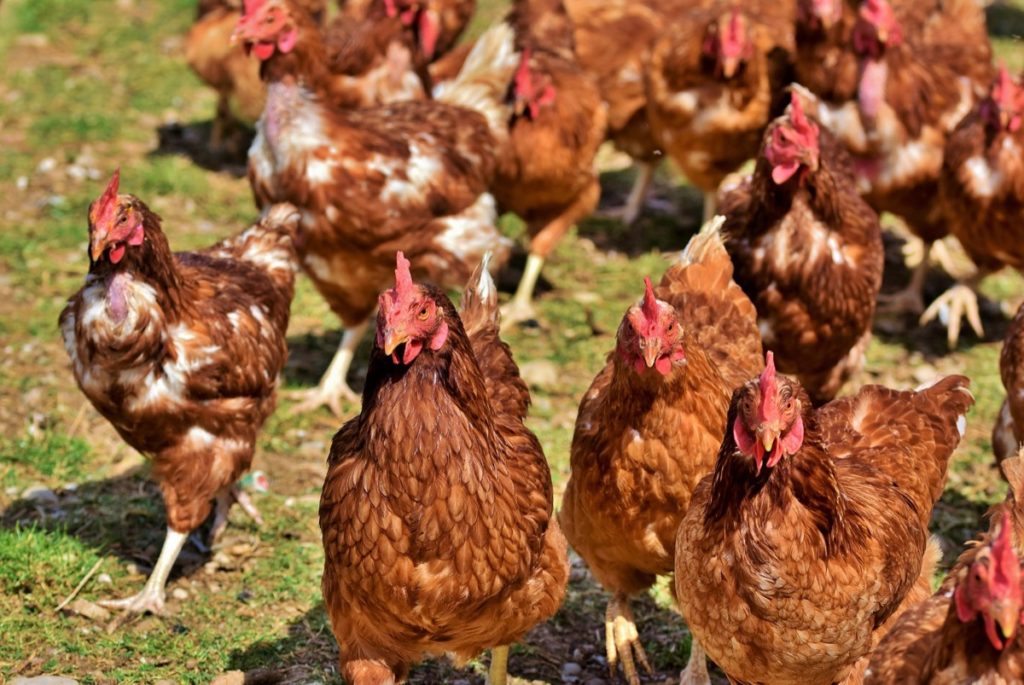 Best poultry breeds