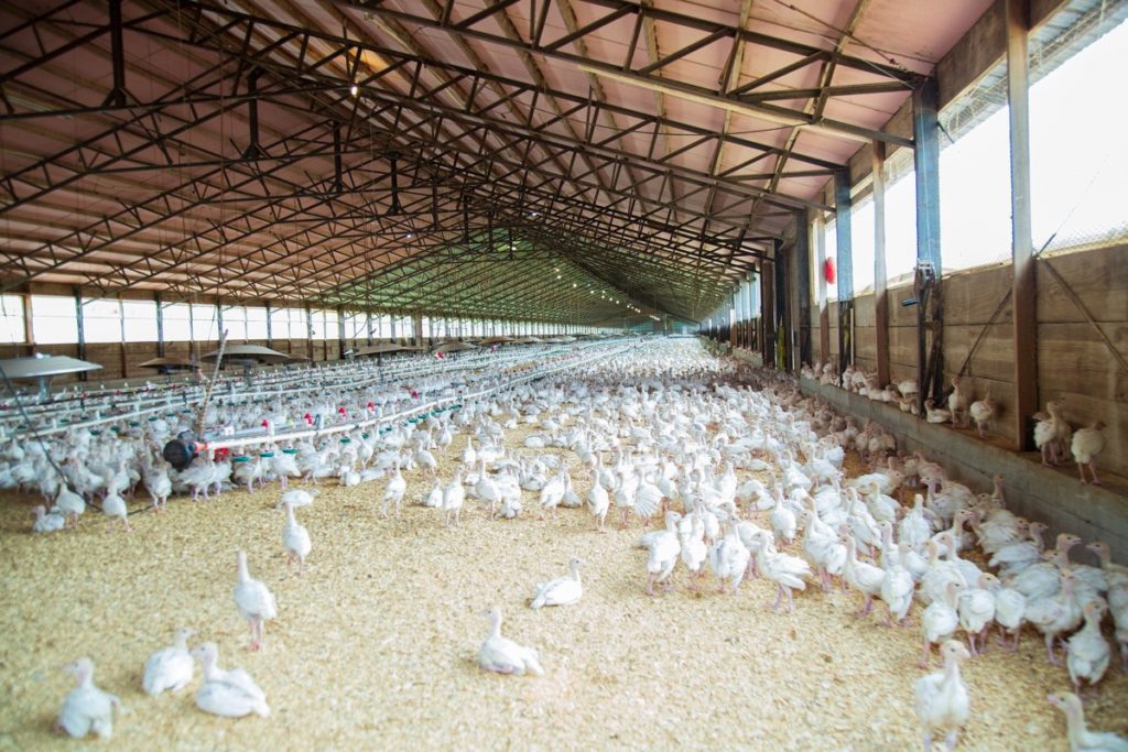 Poultry farming space