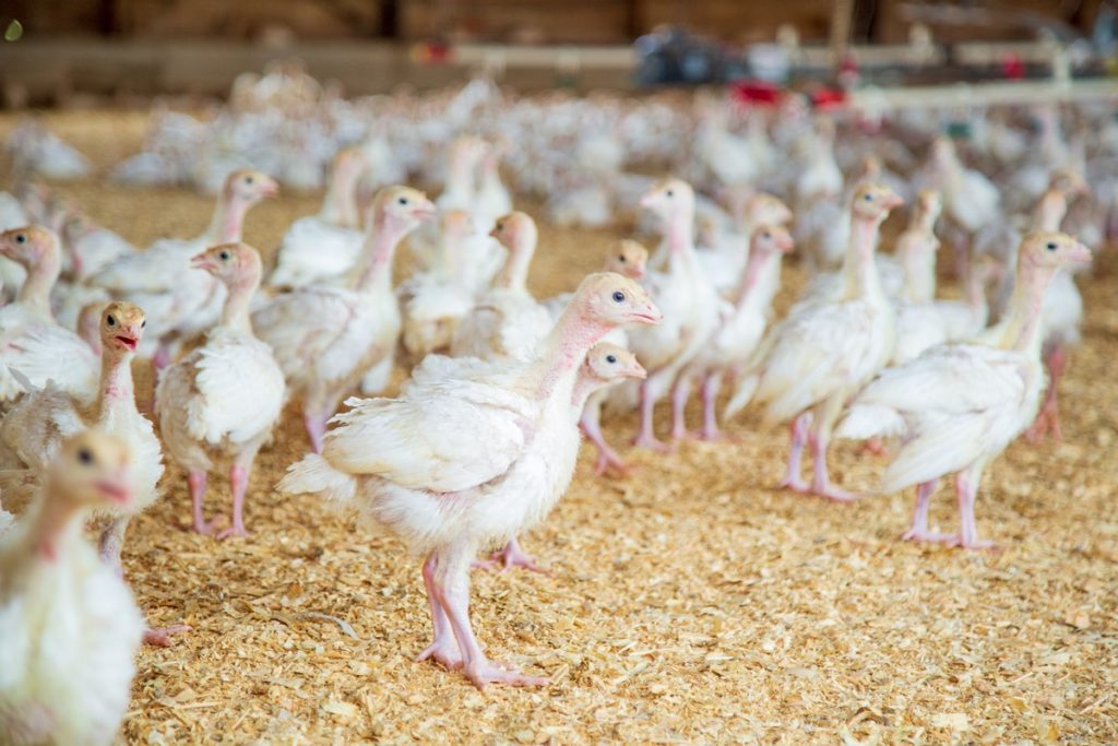 Poultry disease control