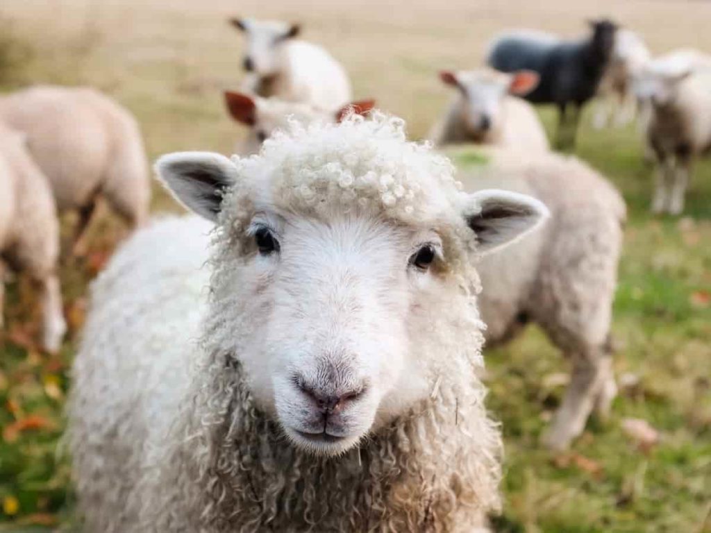Sheep Farming Tips