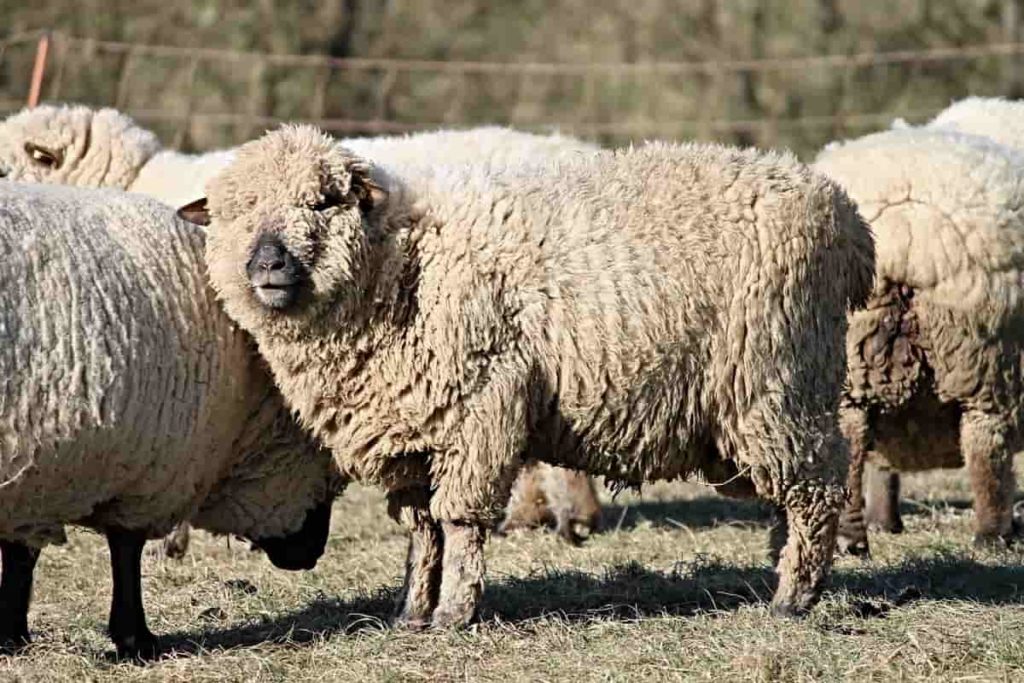 Top 50 Sheep Farming Tips