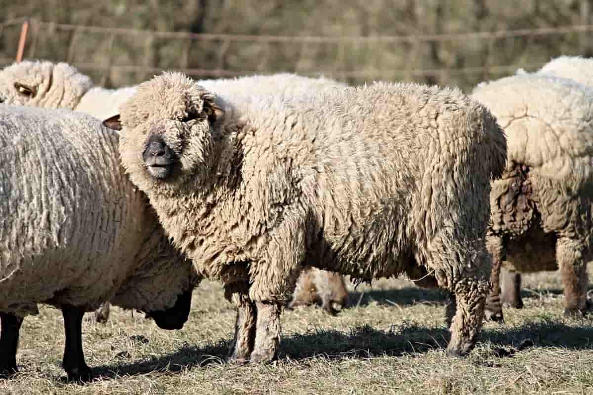 Sheep Farming Tips2