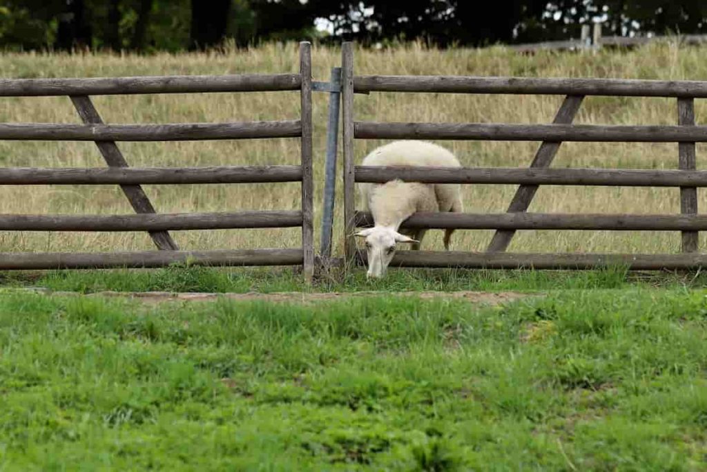 Tips for a fencing Sheep farm
