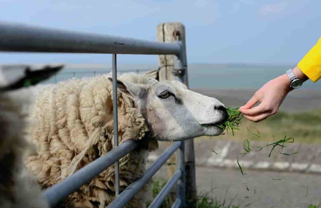 Feeding tips for Sheep farming