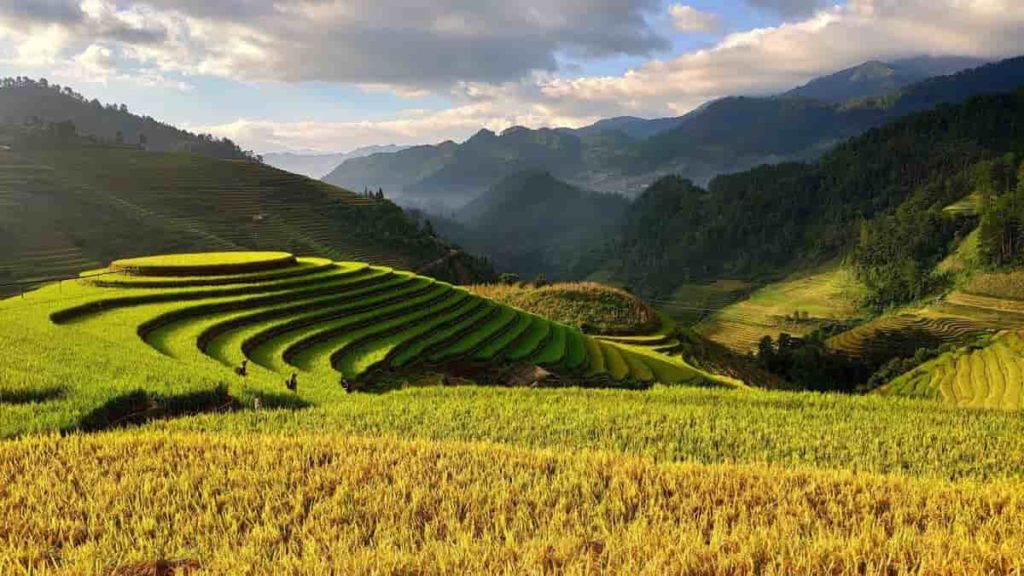 Who Can Buy Agricultural Land in Vietnam