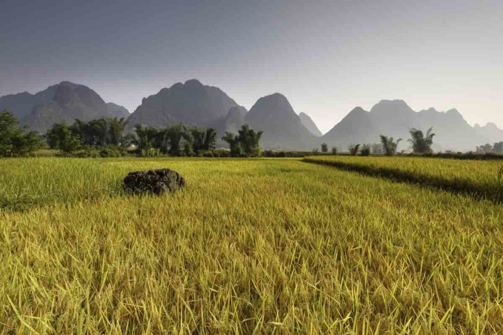 Extension of agricultural land rights in Vietnam