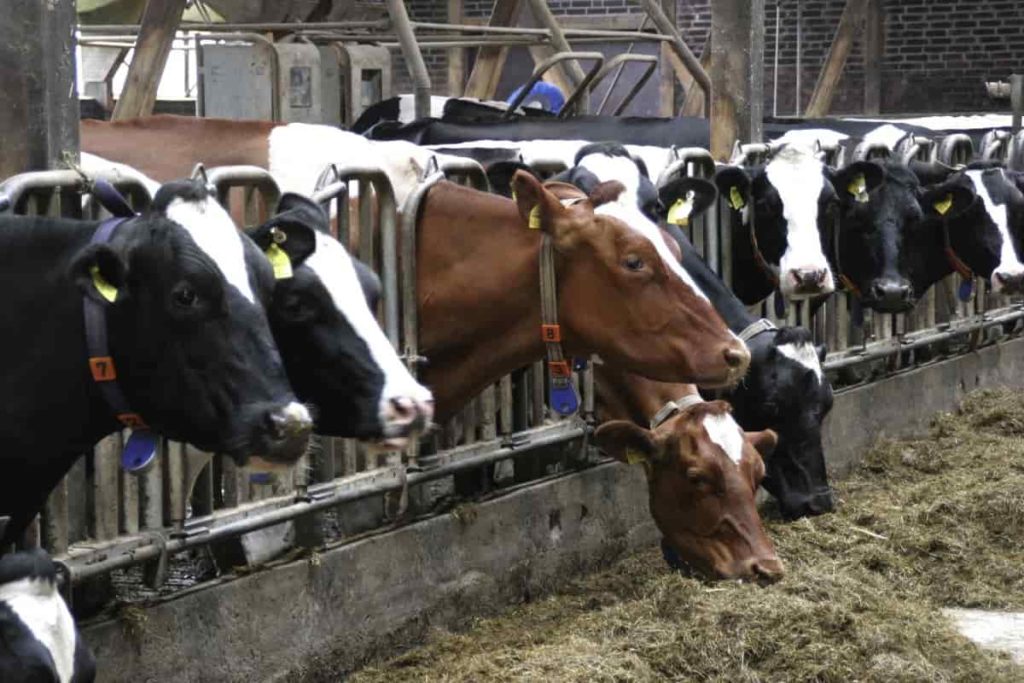 Feeding Cows in Dairy