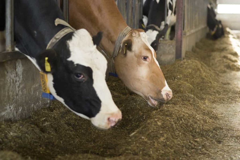 Dairy farming practices to control diseases in dairy animals