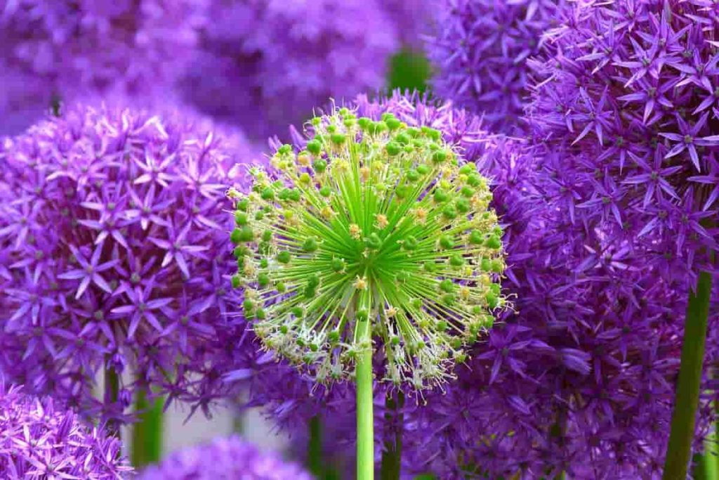 Allium Flower Farming Tips