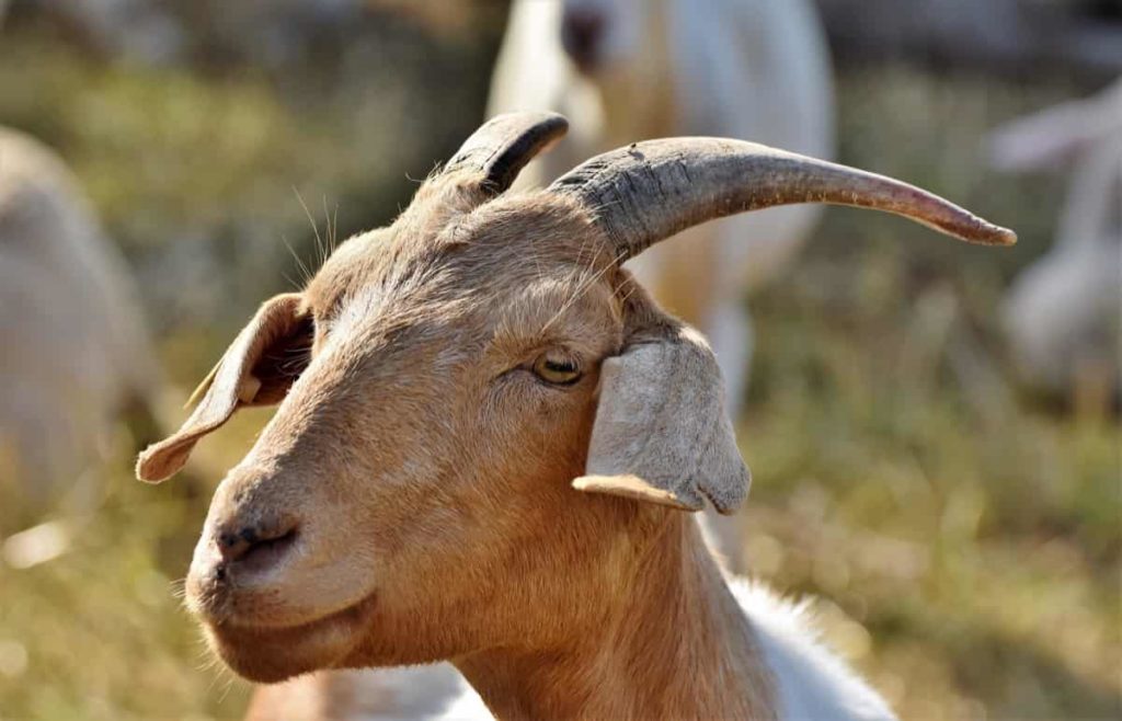 Goat Farming Insurance in India