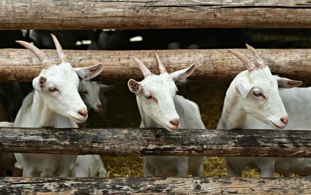 Goat Farming Insurance