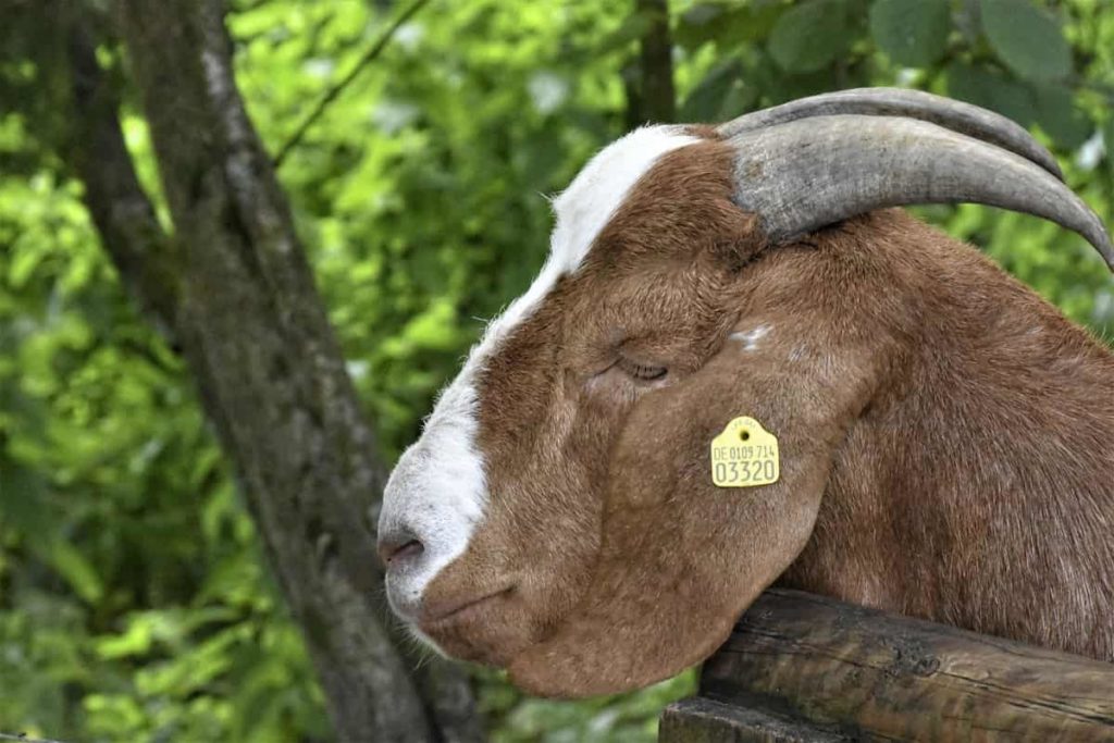 Goat Tags