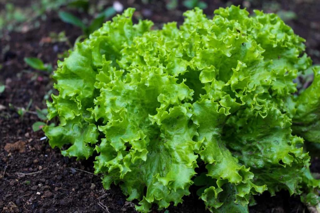 How to Grow Lettuce at Home in India 