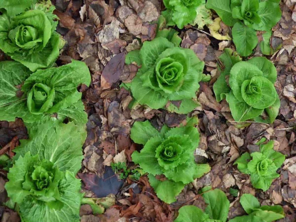 Grow Lettuce at Home in India