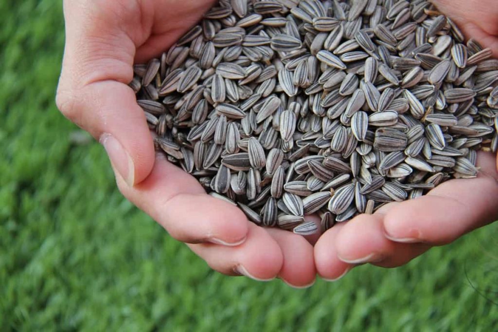 High-quality seeds