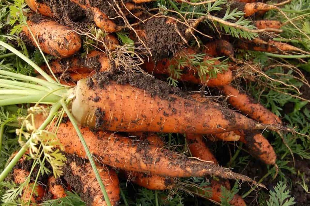 Carrot farming in Africa