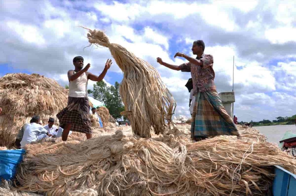 Easy Way of Making Lakhs With Jute Cultivation in India