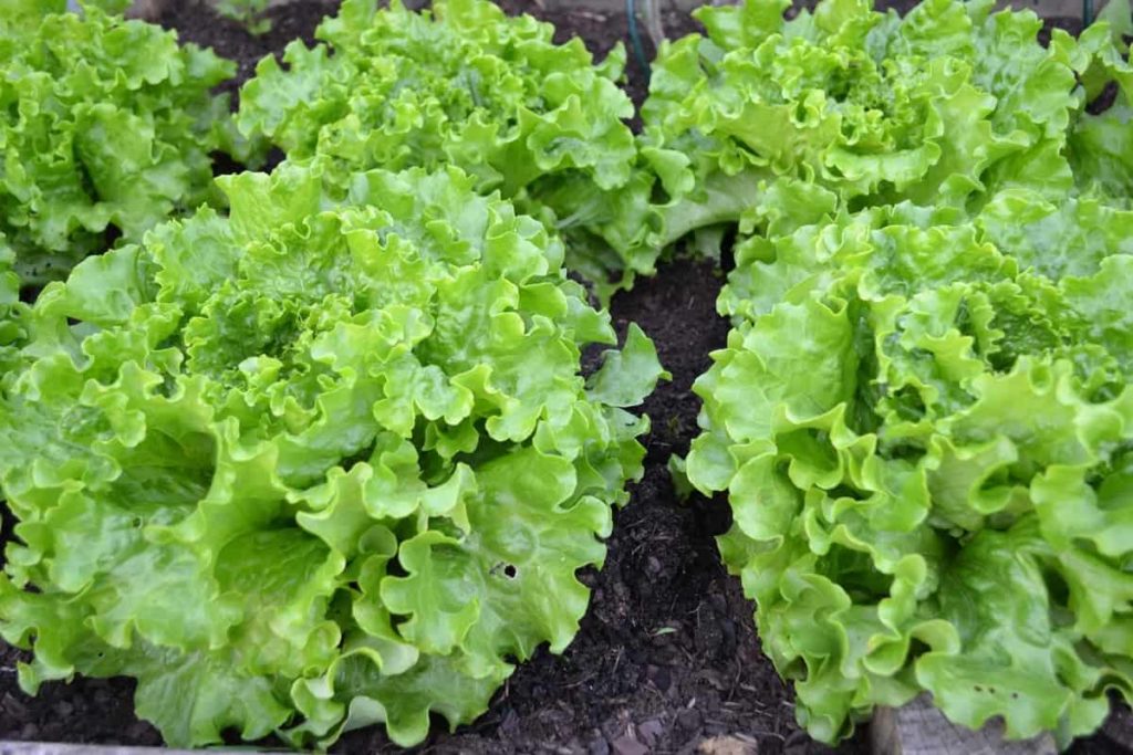 Earn Excellent Income Returns from Lettuce Farming