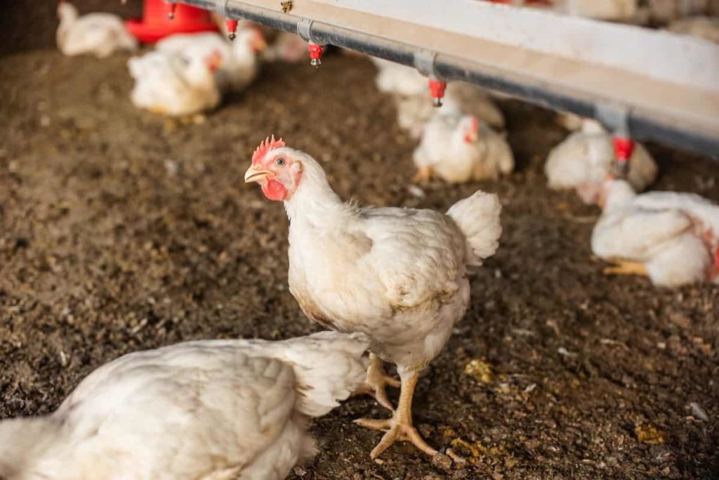 Poultry management