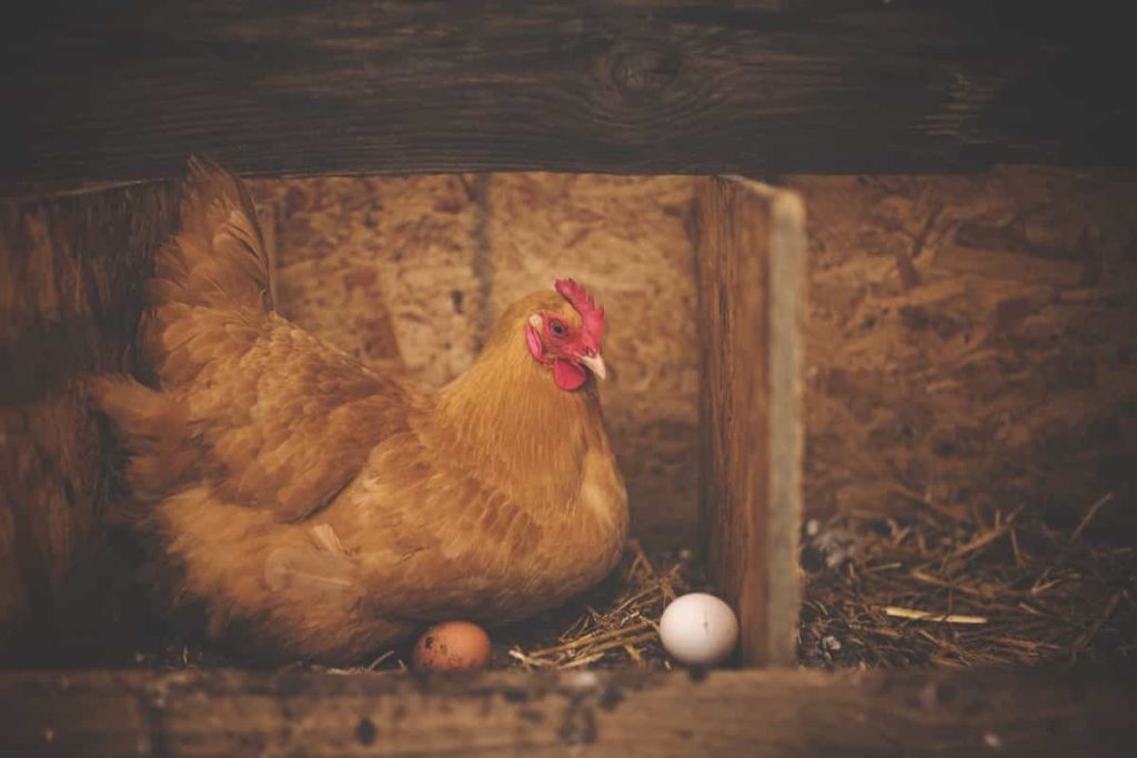 Poultry farming importance in Uttar Pradesh