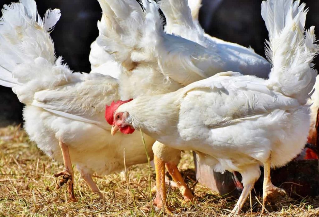 Poultry Farming in Uttar Pradesh