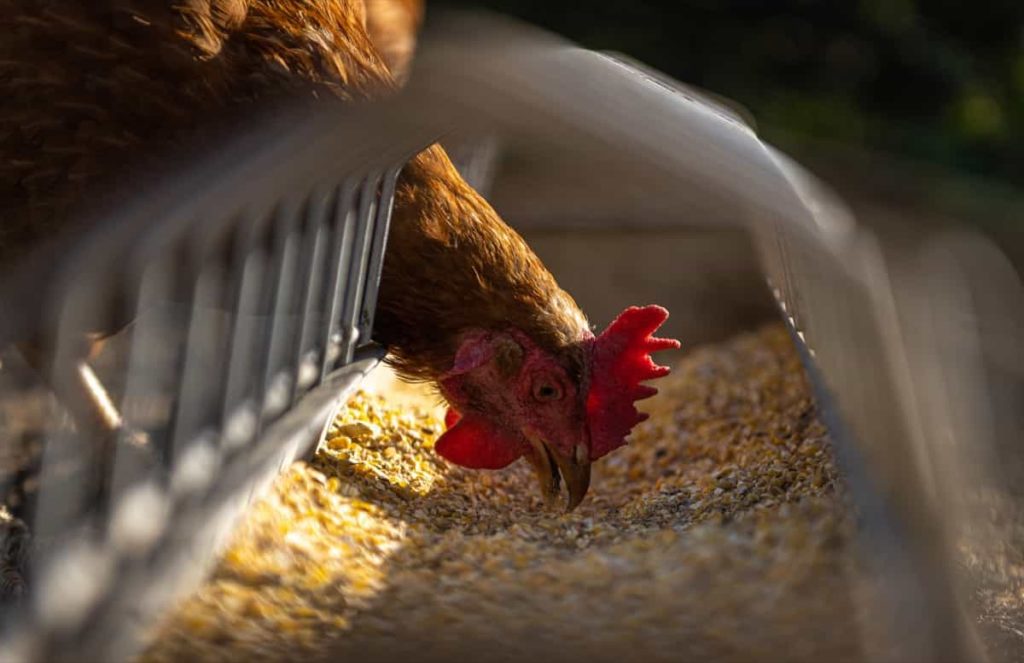 Feeding management for poultry farming
