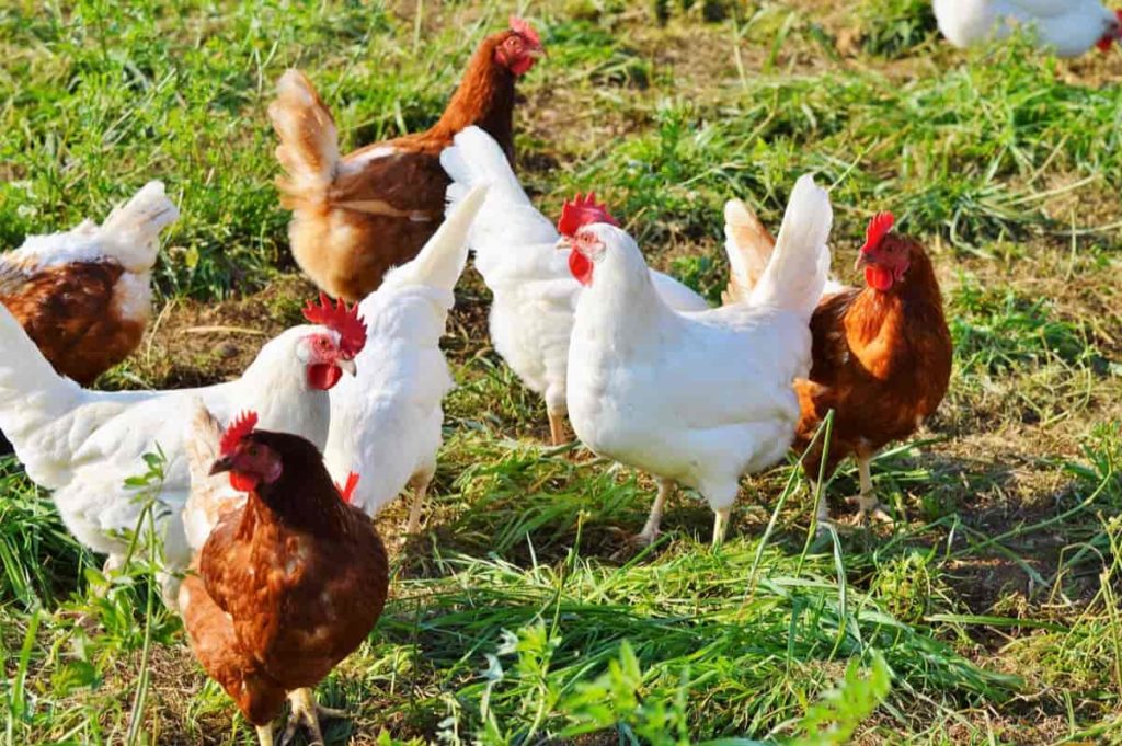 Different poultry breeds in Tamil Nadu