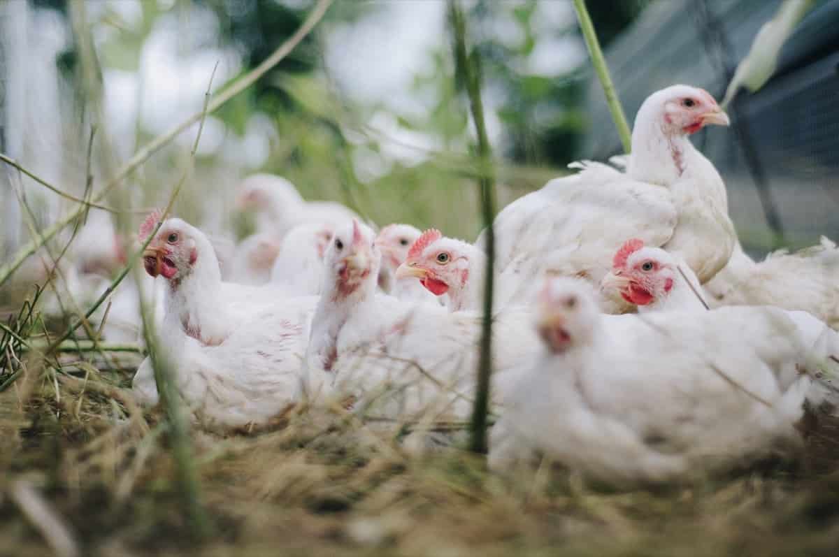 Poultry Farming in Tamil Nadu, How to Start, Schemes, Loans and Subsidy