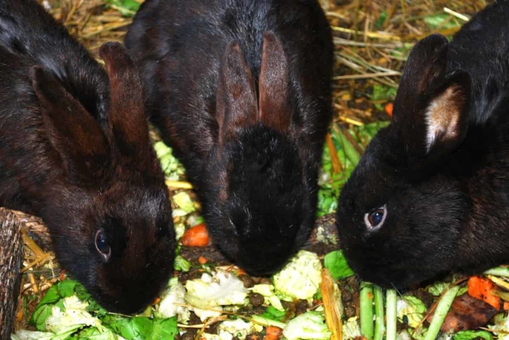Health management tips in Rabbit farming 