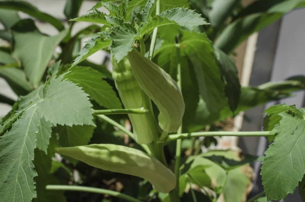 Green Okra Plant